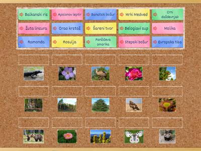 Crvena knjiga mihajlo jankov