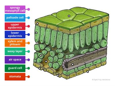 Leaf structure labelling