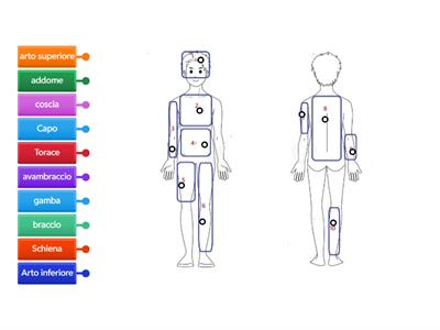 segmenti corporei