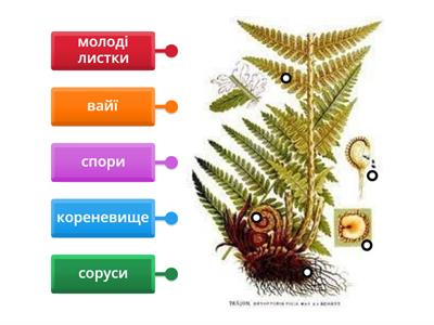 Будова папороті