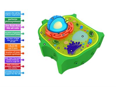 label plant cell functions