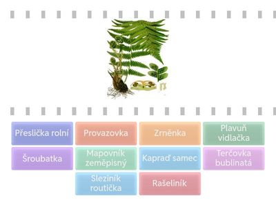 PR6_Řasy, mechy, lišejníky, kapradiny