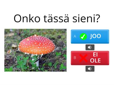 Onko tässä 3 - kysymyksiä puheen ymmärtämisen harjoituksena