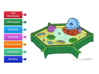 Plant Cell - Label Organelles