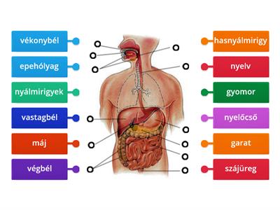 Az emésztő szervrendszer részei