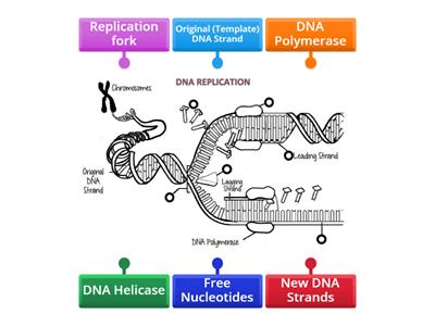 DNA Replication