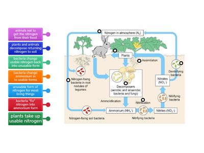 Nitrogen Cycle
