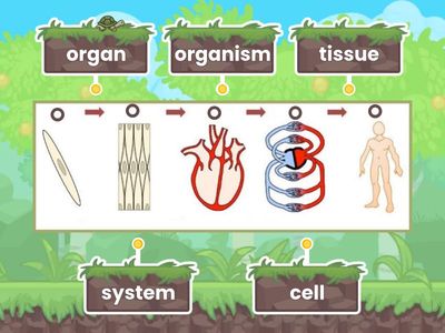 Organisation of multicellural organisms