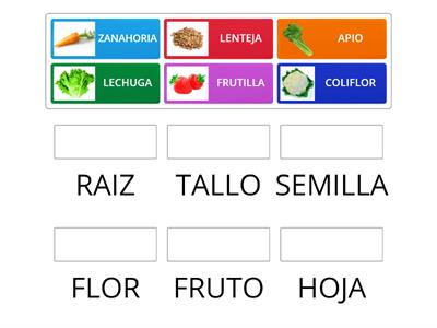 PLANTAS QUE NOS ALIMENTAN.