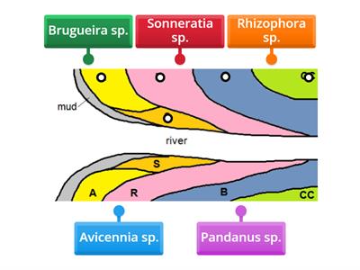 BIOLOGI: TING 5: PENGKOLONIAN & SESARAN PAYA BAKAU