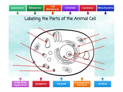 Animal Cell - Organelles Labelled 