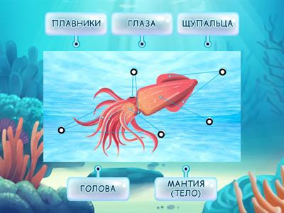 Рыбы и водные обитатели. Части тела - КАЛЬМАР