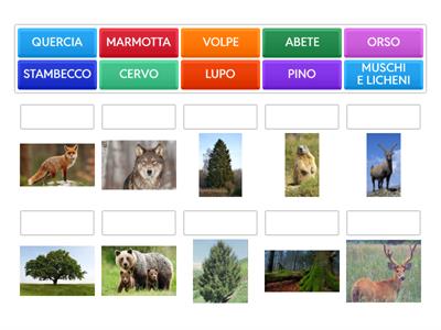 FLORA E FAUNA MONTANA