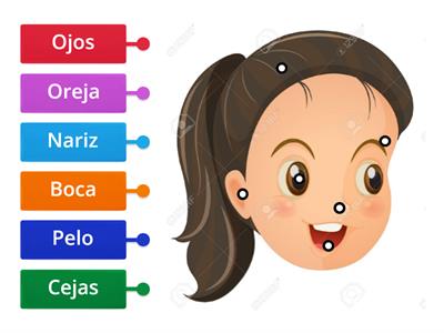 Partes de la cara