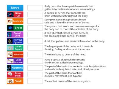 Nervous System Match