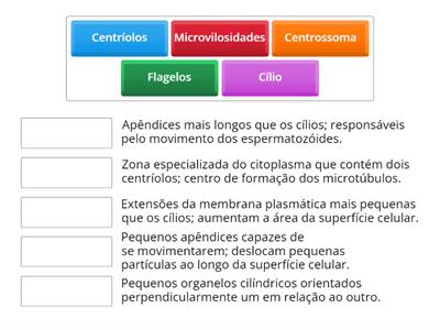 Centríclos, Fuso cromático, Cílios, Flagelos e Microvilosidades