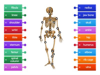 Copy of Label bones and joints (skeletal system)