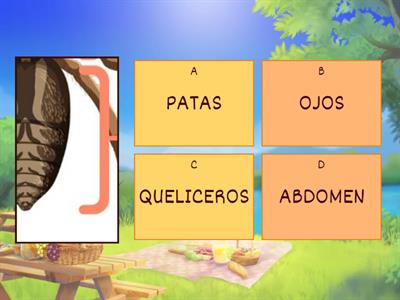 identifica y selecciona las partes de la araña