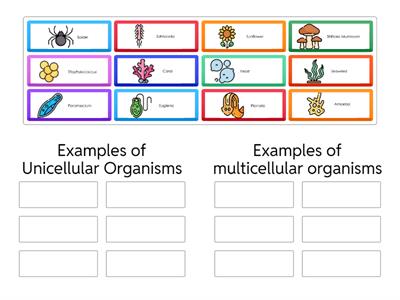 Examples of Unicellular and Multicellular Organisms