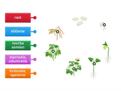 životný cyklus fazuľa