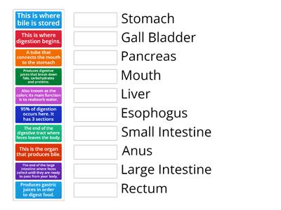 The Digestive System