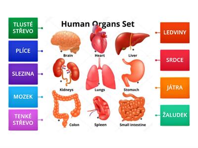 LIDSKÉ TĚLO - ORGÁNY