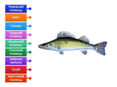 Зовнішня будова риби. 1-4 класи.