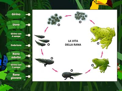 LA VITA DELLA RANA