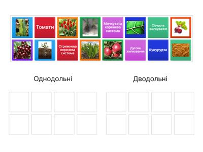 Класи Покритонасінних