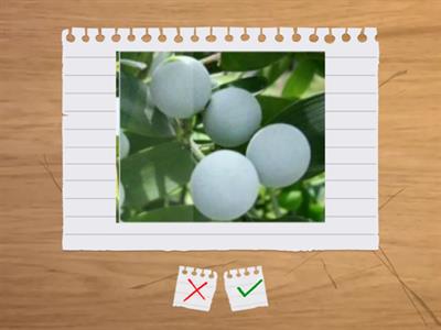 造園丙檢植物識別