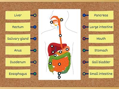 HUMAN DIGESTIVE SYSTEM