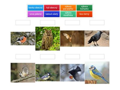 Ptáci zahrad, parků