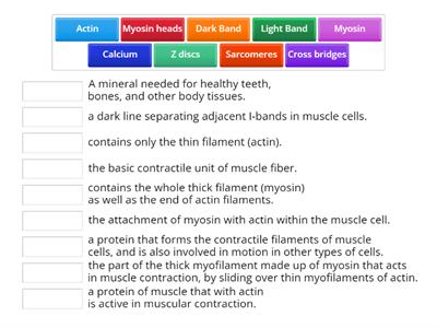 Muscular System Definitions