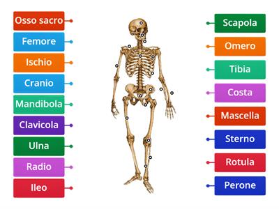 IL SISTEMA SCHELETRICO