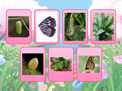The life cycle of a butterfly