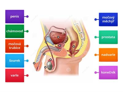Mužské pohlavní orgány, 5. třída