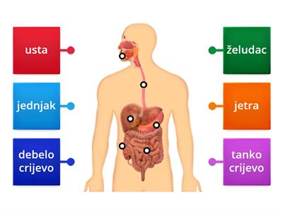 Organi za probavu