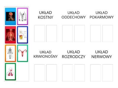 Układy budujące ciało człowieka