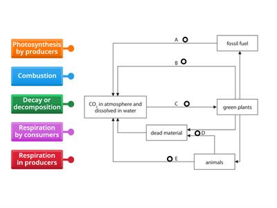 Carbon cycle