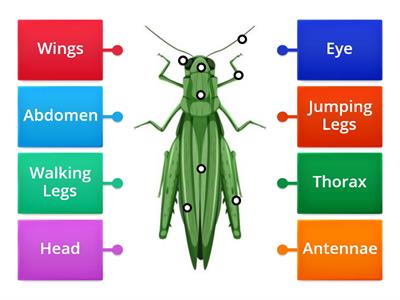 Parts of an Insect (Grasshopper)