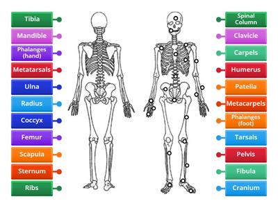 The Skeletal System - Label the Anterior Bones