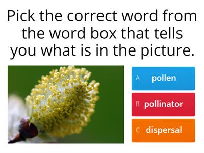 Pollination and Seed Dispersal