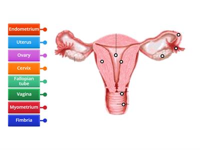 Female Reproductive System