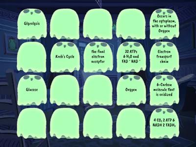 Cellular Respiration 