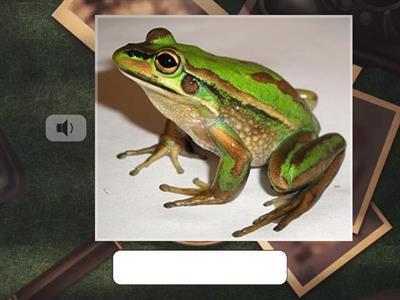 Русинова Units 7-8