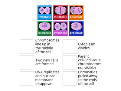Mitosis Steps