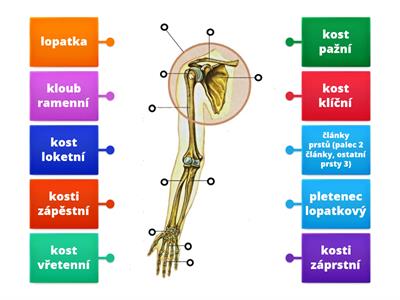 Př-9 KOSTERNÍ SOUSTAVA (horní končetina – stavba)