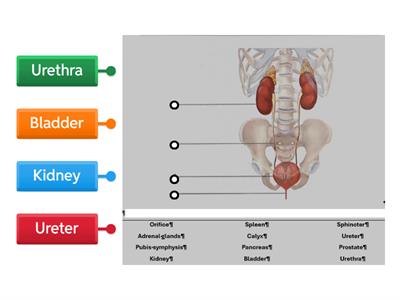 Urinary System Organs/Structures Diagram