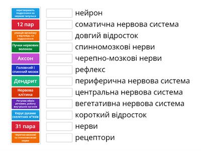 Нервова система.