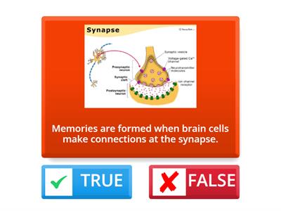 MEMORY TRUE OR FALSE?